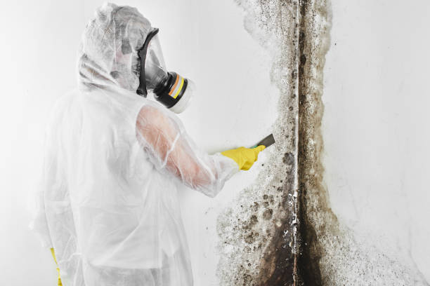 Mold Removal and Inspection in East Hampton North, NY