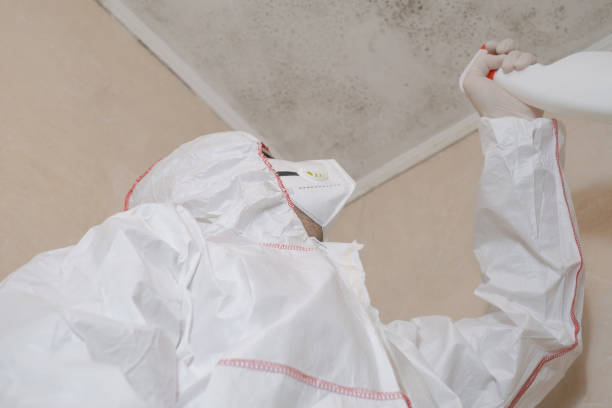 Professional Mold Removal in East Hampton North, NY