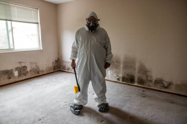 Mold Removal Process in East Hampton North, NY