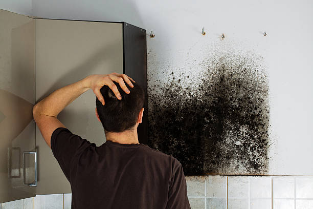 Mold Testing and Removal in East Hampton North, NY